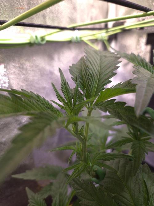 •OceanTruffle • Clones•. Week 7 - D49