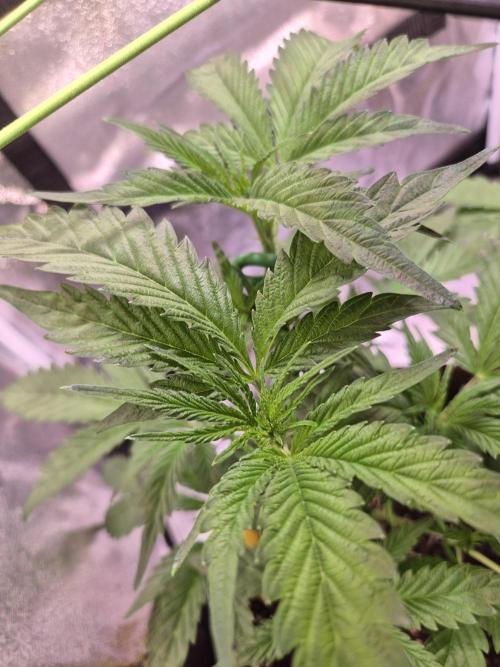 •OceanTruffle • Clones•. Week 7 - D49
