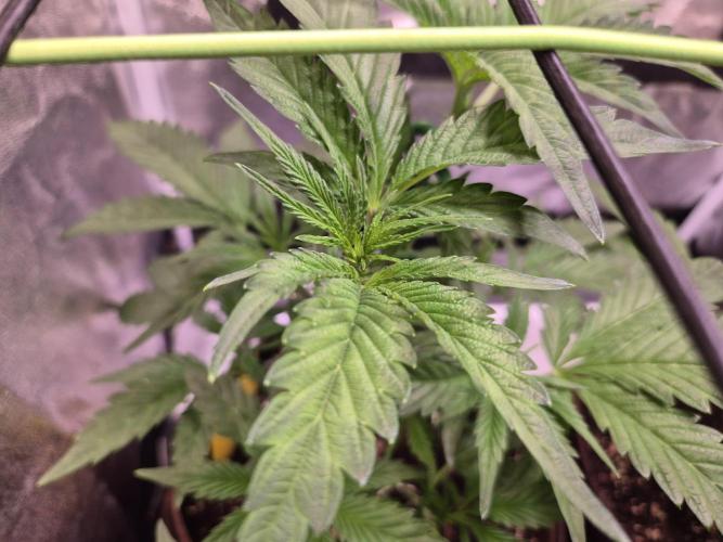 •OceanTruffle • Clones•. Week 7 - D49