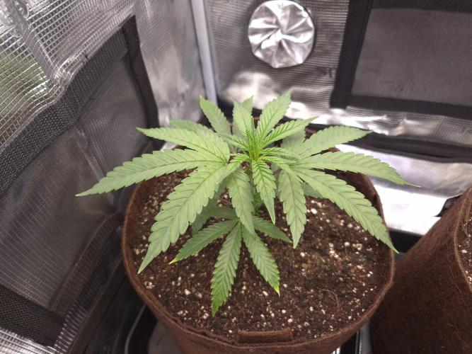 • Truffle • Rosa •. Week 4 - Truffle/D26