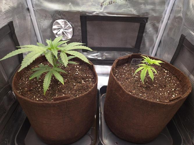 • Truffle • Rosa •. Week 4 - D26
