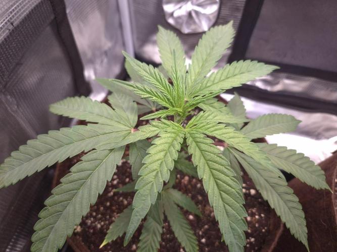 • Truffle • Rosa •. Week 4 - Truffle/D28