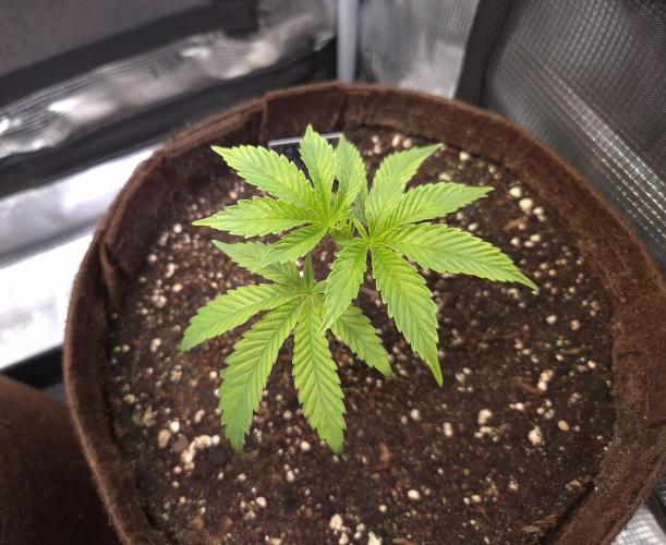 • Truffle • Rosa •. Week 4 - Rosa/D28
