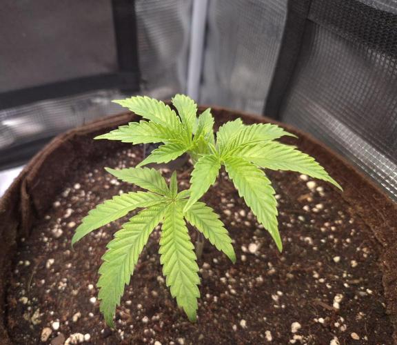 • Truffle • Rosa •. Week 4 - Rosa/D28