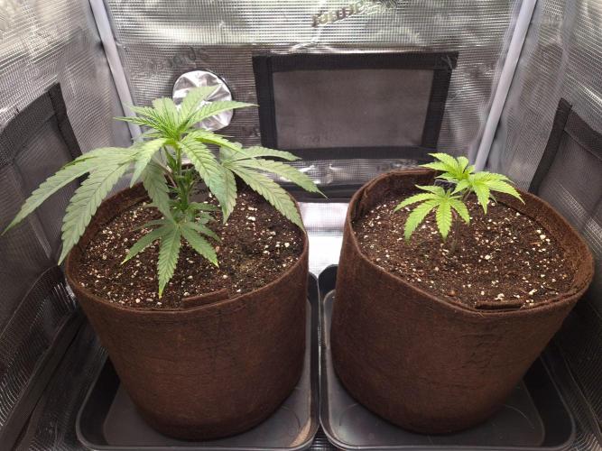 • Truffle • Rosa •. Week 4 - D28