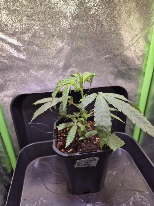 Micro-Reversal - Collodial Silver&STS. Week 5
