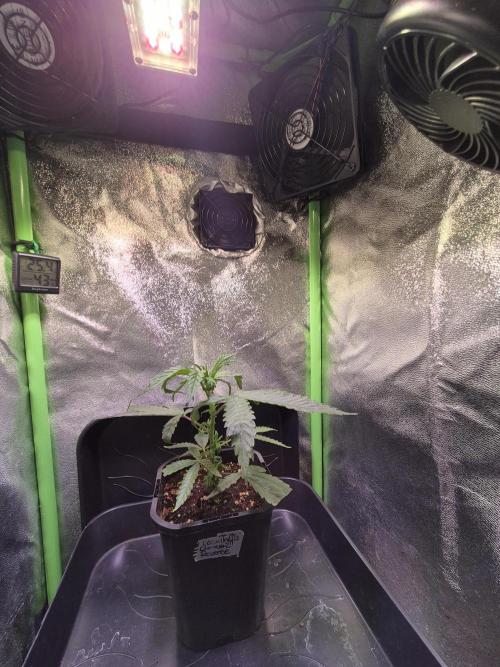 Micro-Reversal - Collodial Silver&STS. Week 5 - D28/5F
