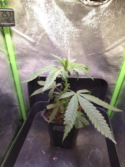 Micro-Reversal - Collodial Silver&STS. Week 5 - D30/7F