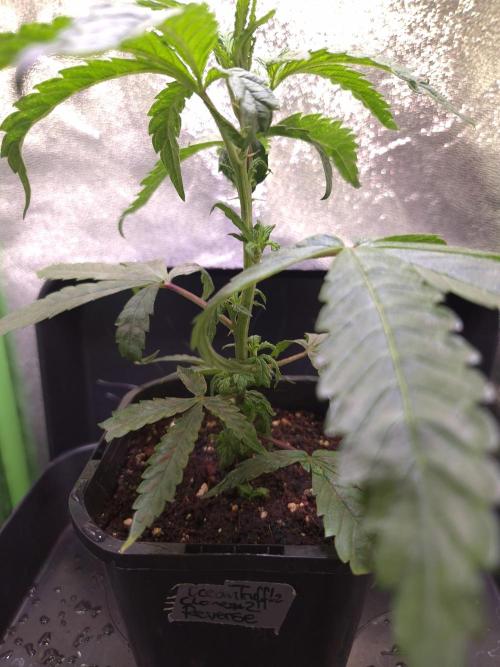 Micro-Reversal - Collodial Silver&STS. Week 5 - D30/7F