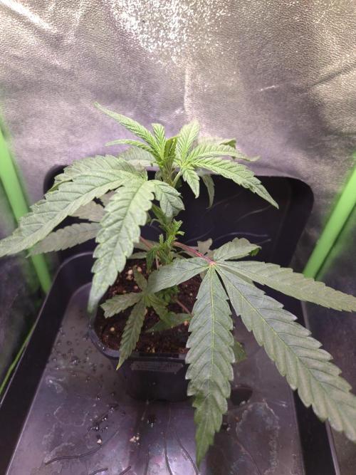Micro-Reversal - Collodial Silver&STS. Week 5 - D30/7F