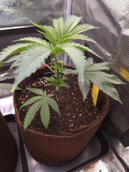 • Truffle • Rosa •. Week 5