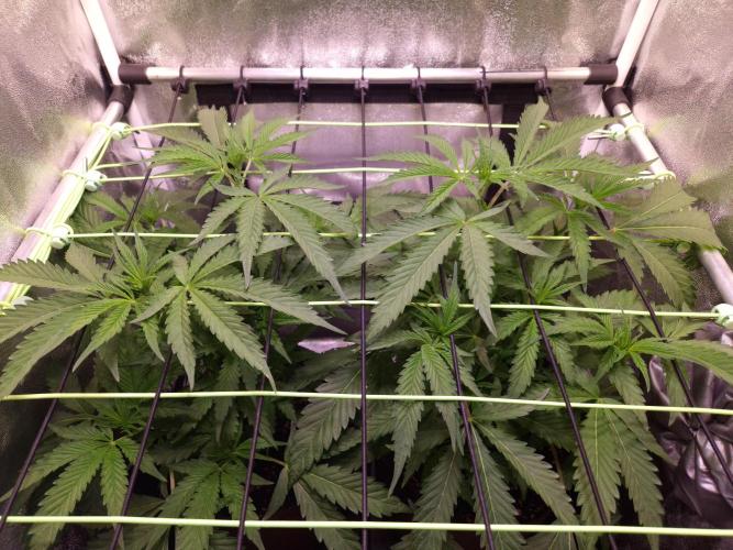 •OceanTruffle • Clones•. Week 8 - D56