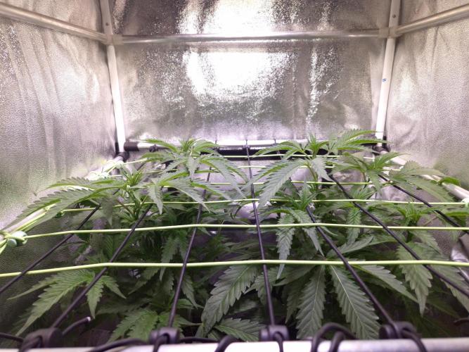 •OceanTruffle • Clones•. Week 8 - D56