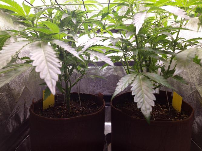 •OceanTruffle • Clones•. Week 8 - D56