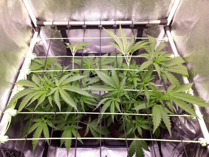 •OceanTruffle • Clones•. Week 8 - D56