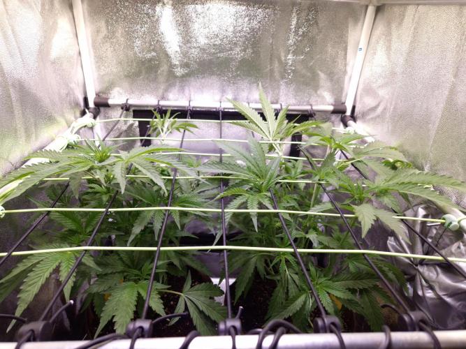 •OceanTruffle • Clones•. Week 8 - D56