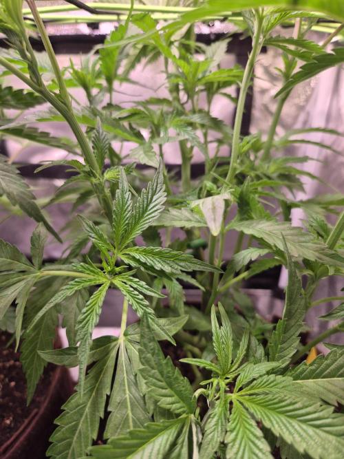 •OceanTruffle • Clones•. Week 8 - D56