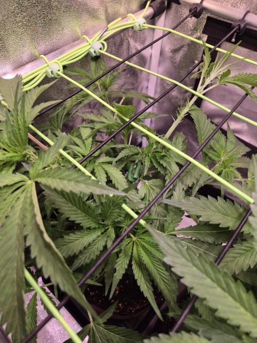 •OceanTruffle • Clones•. Week 8 - D56