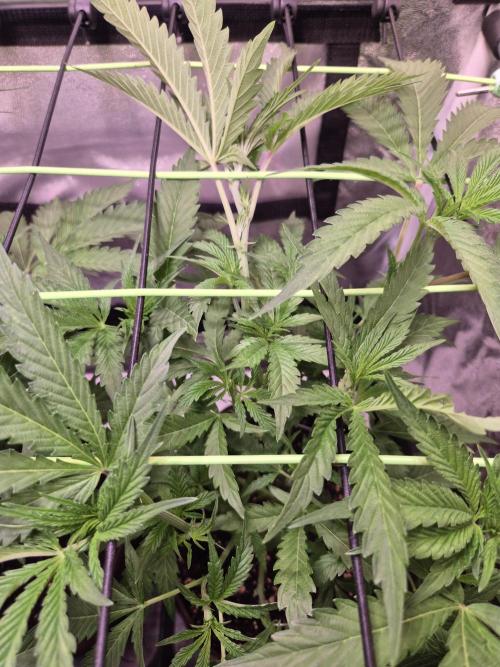 •OceanTruffle • Clones•. Week 8 - D56
