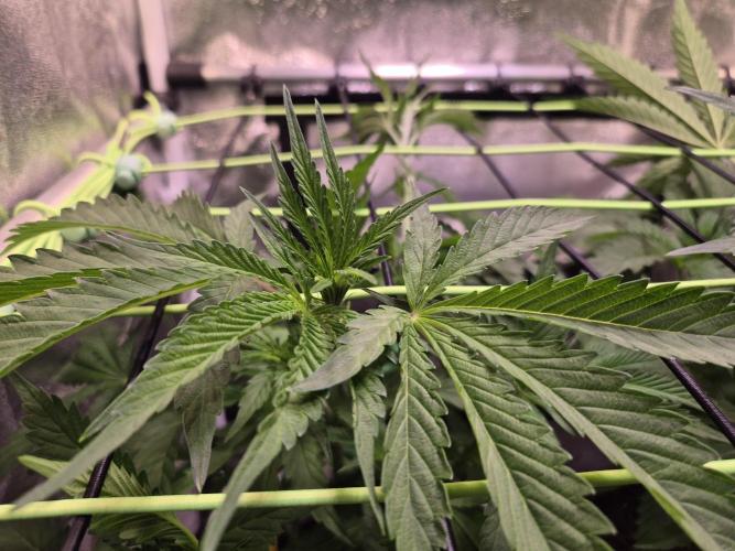•OceanTruffle • Clones•. Week 8 - D56
