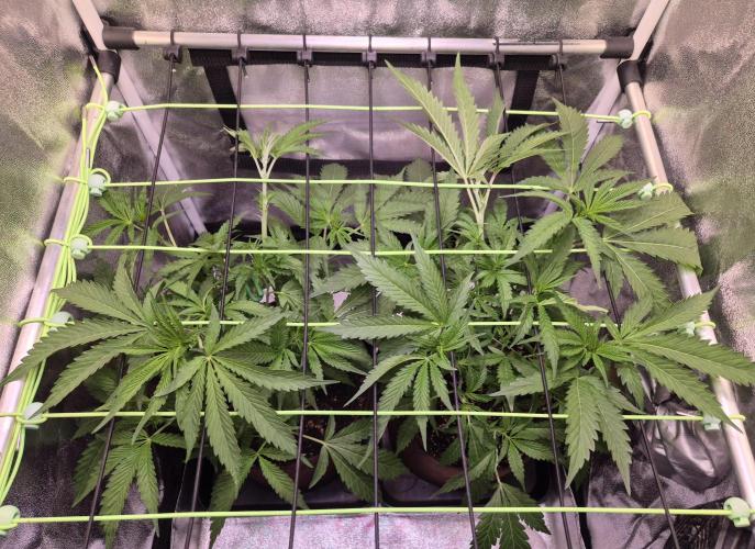 •OceanTruffle • Clones•. Week 8 - D56