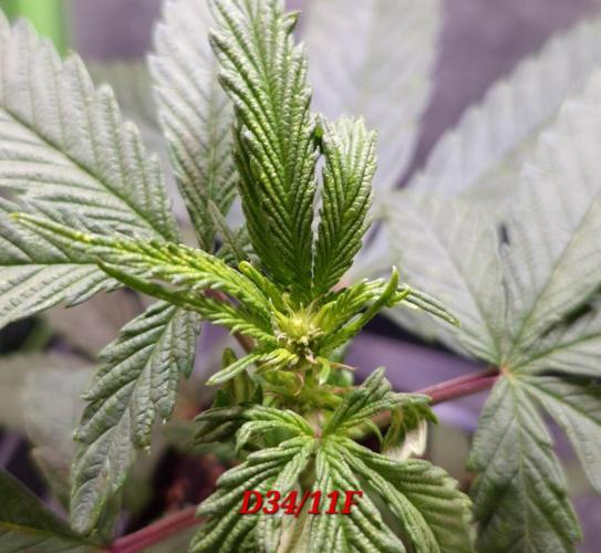 Micro-Reversal - Collodial Silver&STS. Week 6