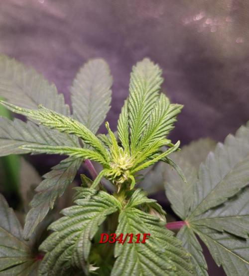 Micro-Reversal - Collodial Silver&STS. Week 6