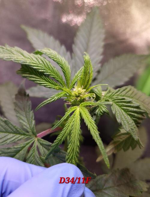 Micro-Reversal - Collodial Silver&STS. Week 6