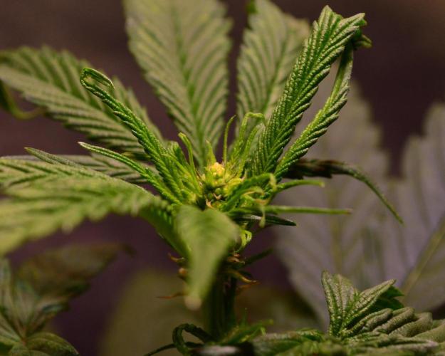 Micro-Reversal - Collodial Silver&STS. Week 6 - D36/13F