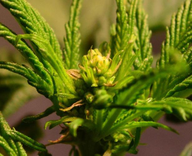 Micro-Reversal - Collodial Silver&STS. Week 6 - D36/13F