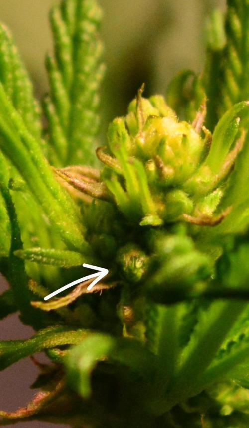 Micro-Reversal - Collodial Silver&STS. Week 6 - D36/13F