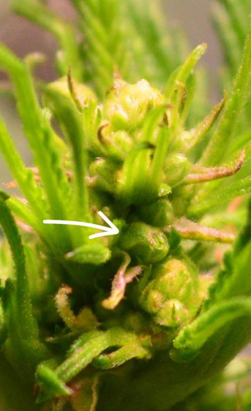 Micro-Reversal - Collodial Silver&STS. Week 6 - D36/13F