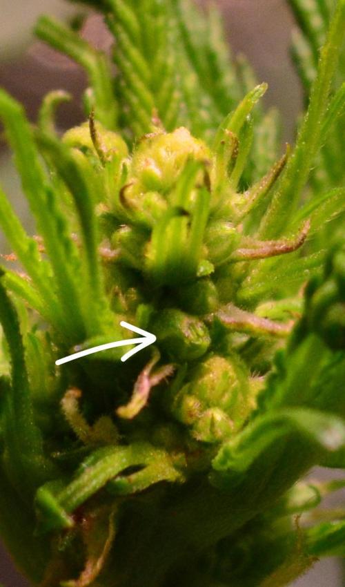 Micro-Reversal - Collodial Silver&STS. Week 6 - D36/13F