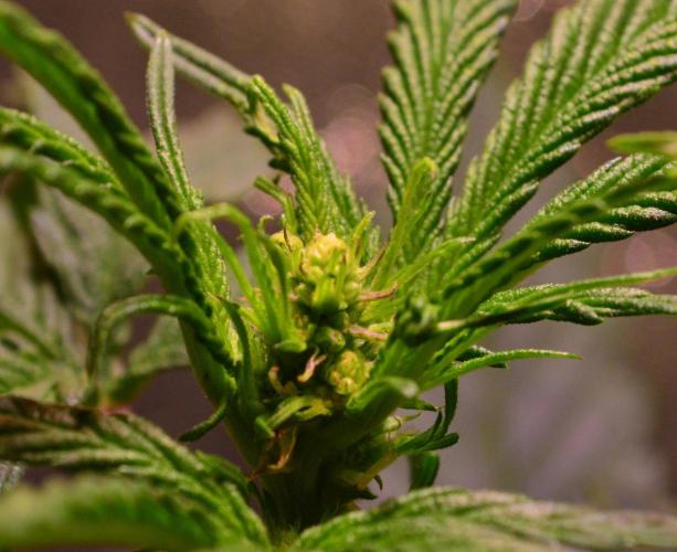 Micro-Reversal - Collodial Silver&STS. Week 6 - D36/13F
