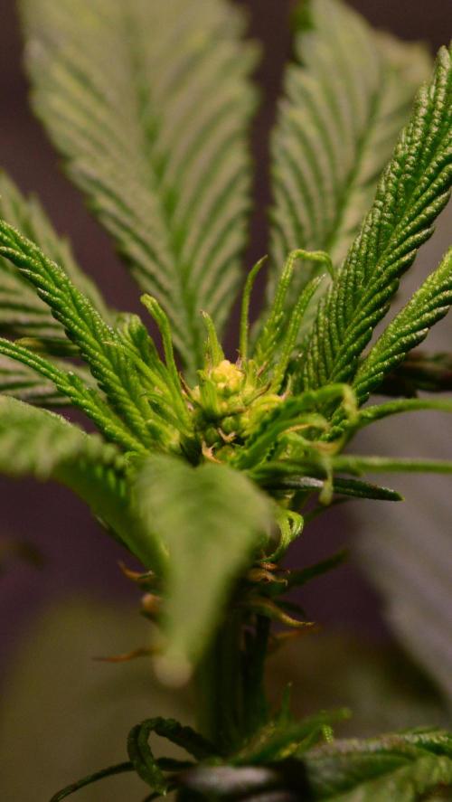 Micro-Reversal - Collodial Silver&STS. Week 6 - D36/13F