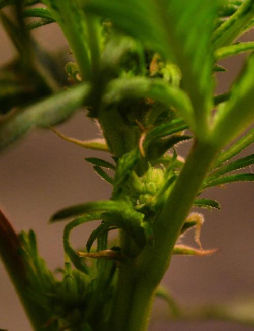 Micro-Reversal - Collodial Silver&STS. Week 6 - D37/14F