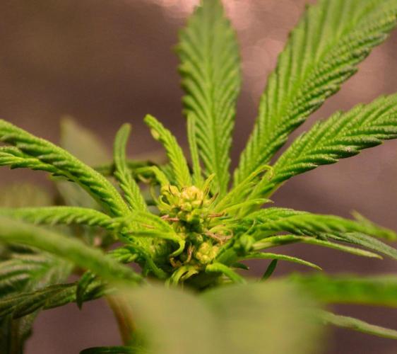 Micro-Reversal - Collodial Silver&STS. Week 6 - D37/14F