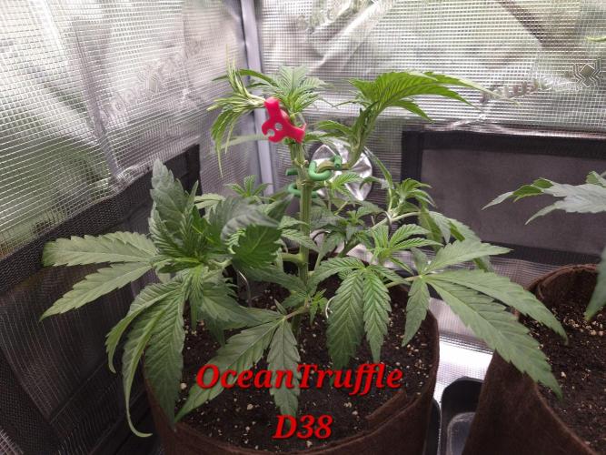 • Truffle • Rosa •. Week 6