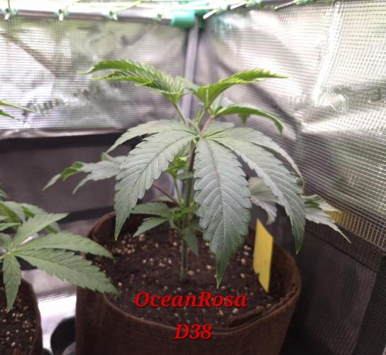 • Truffle • Rosa •. Week 6
