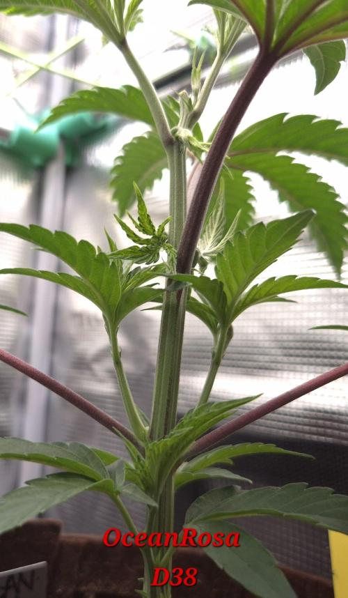 • Truffle • Rosa •. Week 6