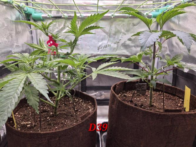 • Truffle • Rosa •. Week 6