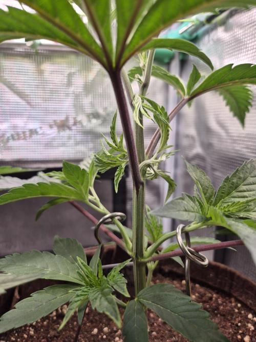 • Truffle • Rosa •. Week 6