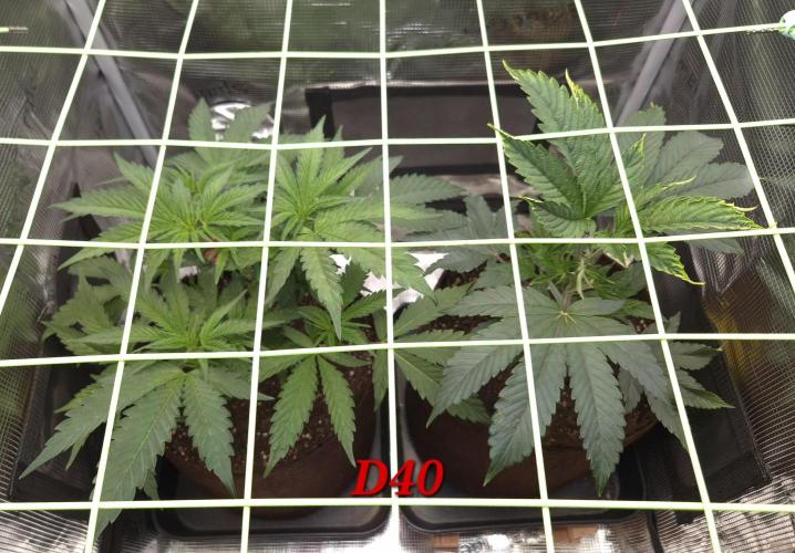 • Truffle • Rosa •. Week 6