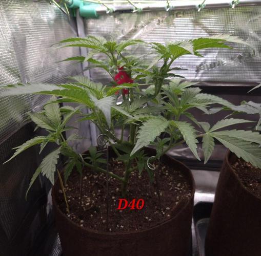 • Truffle • Rosa •. Week 6