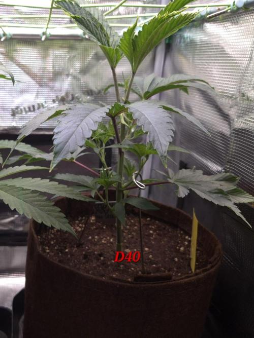 • Truffle • Rosa •. Week 6