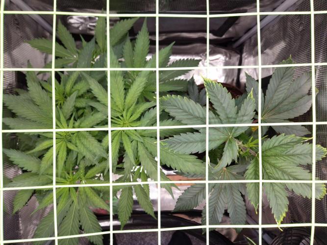 • Truffle • Rosa •. Week 6 - D42