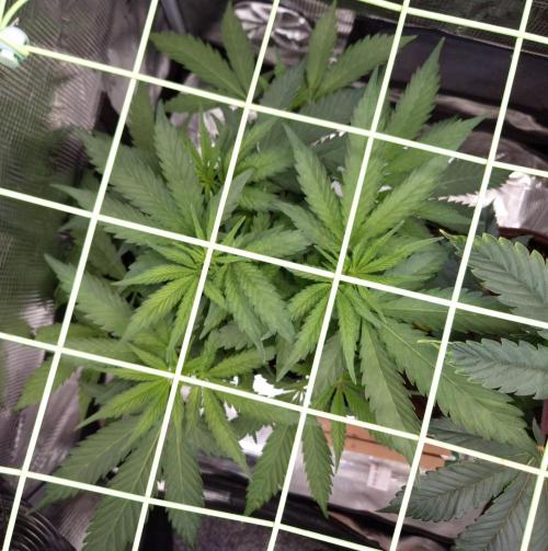 • Truffle • Rosa •. Week 6 - D42
