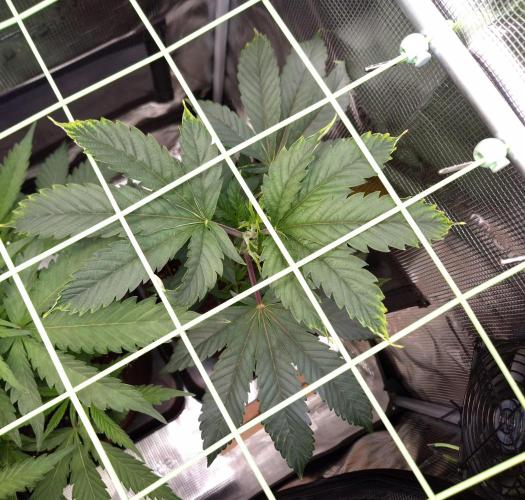 • Truffle • Rosa •. Week 6 - D42