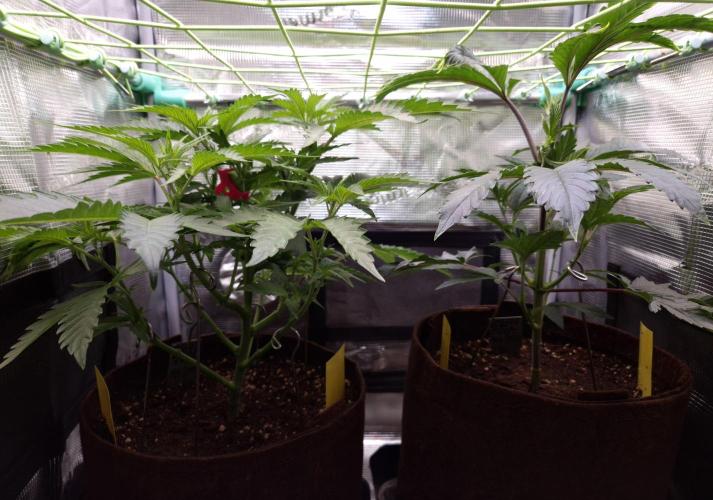 • Truffle • Rosa •. Week 6 - D42