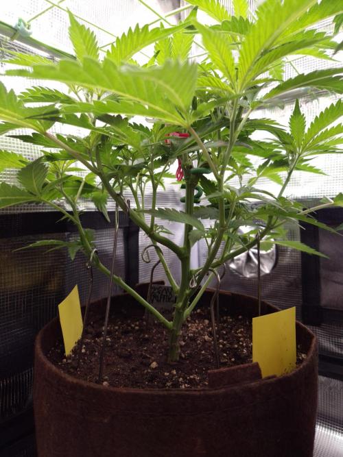 • Truffle • Rosa •. Week 6 - D42